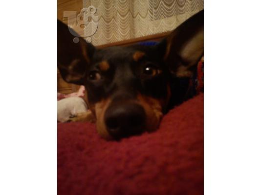 χαθηκε Pinscher