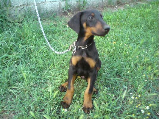 PoulaTo: Doberman κουτάβι