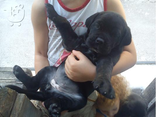 PoulaTo: Διαθέσιμα καθαρόαιμα κουτάβια Cane Corso
