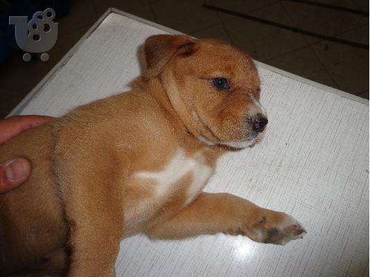 PIT BULL HMIAIMA