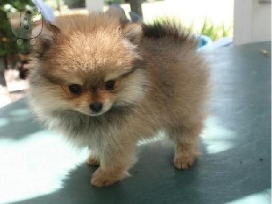 PoulaTo: POMERANIAN