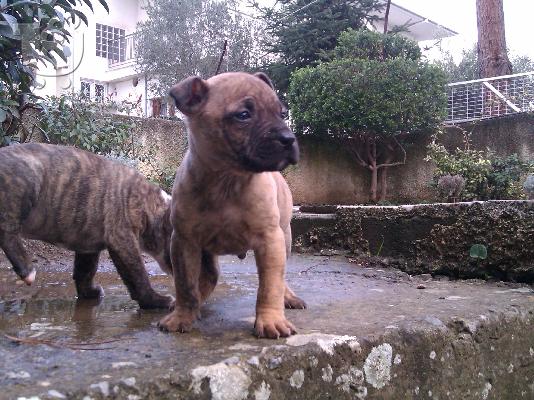 PoulaTo: pit bull