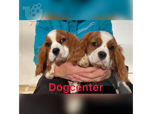 PoulaTo: Cavalier king Charles