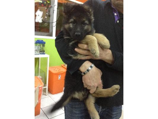 GERMAN SHEPHERD -ΓΕΡΜΑΝΙΚΟΣ ΠΟΙΜΕΝΙΚΟΣ