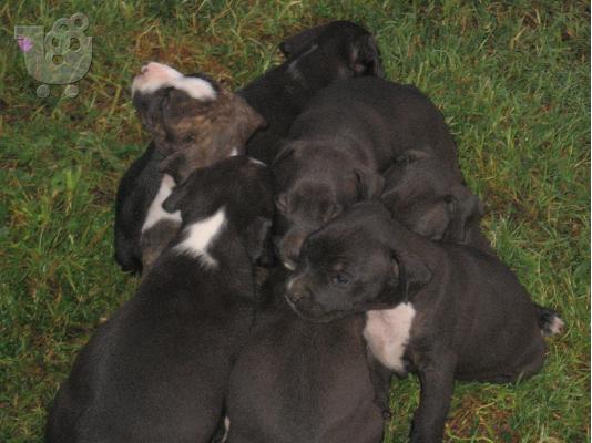 Pwloyntai koytavia pitbull