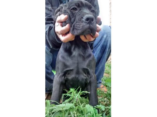 Κουταβια Bandog