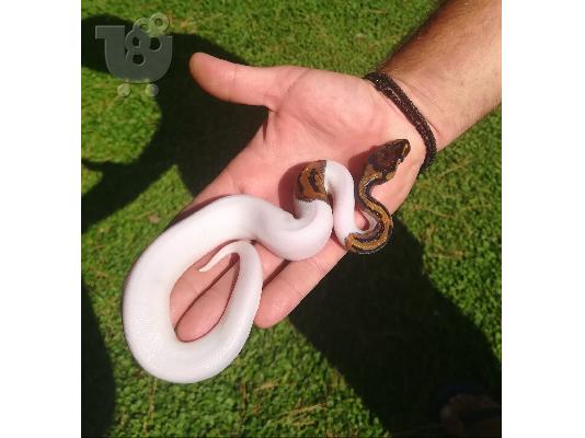 PoulaTo: ball python pied