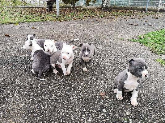 Μπλε κουτάβια American Staffordshire Terrier