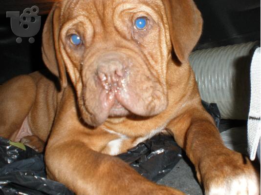 ΠΩΛΟΥΝΤΑΙ ΚΟΥΤΑΒΙΑ DOGUE DE BORDEAUX-ΓΑΛΛΙΚΟ ΜΑΣΤΙΦ