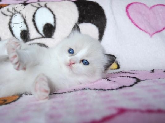 Όμορφο και χαριτωμένα γατάκια Ragdoll,