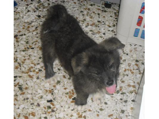 Akita inu