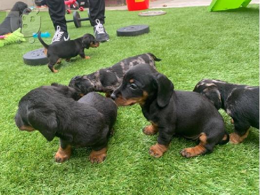 PoulaTo: Χριστούγεννα Dachshund
