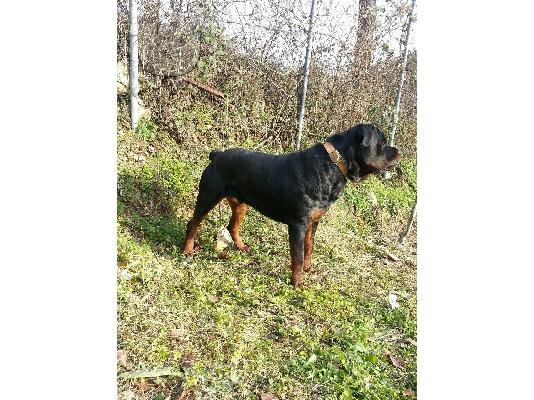 PoulaTo: Πωλουνται 5 καθαροαιμα νεογεννητα rottweiler