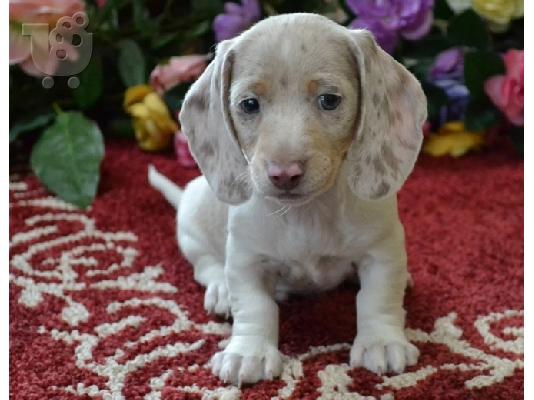 PoulaTo: Διαθέσιμα φοβερά κουτάβια Dachshund