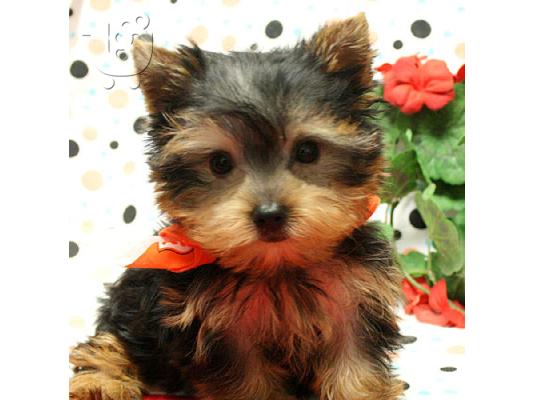 PoulaTo: AKC ΕΓΓΕΓΡΑΜΜΕΝΟ YORKSHIRE TERRIER Κουτάβια