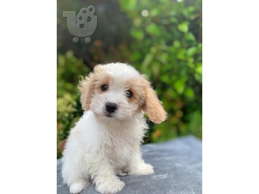 Cavachon Έτοιμοι να πάνε στα για πάντα σπίτια τους!