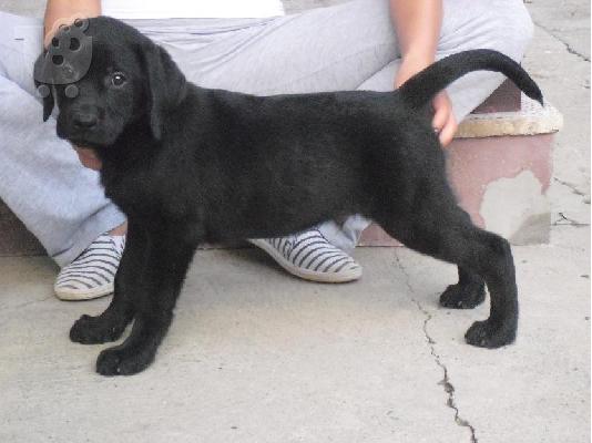 LABRADOR