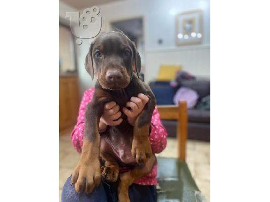 Εκπληκτικά κουτάβια Dobermann