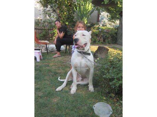 DOGO ARGENTINO