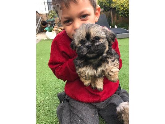 PoulaTo: Shih Tzu κουτάβια προς πώληση στο καλό σπίτι