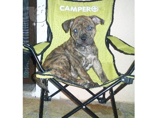 american pitbull terrier