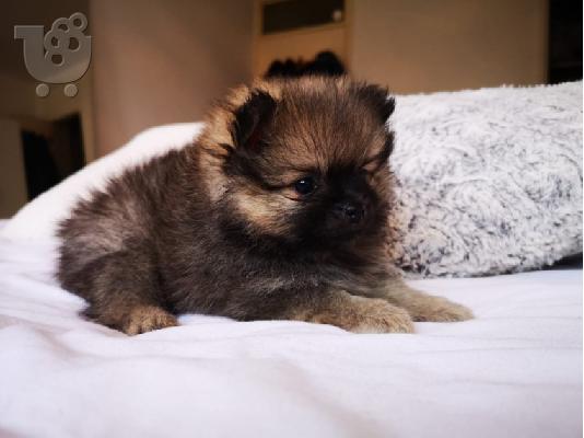 PoulaTo: Pomeranian Puppies προς πώληση