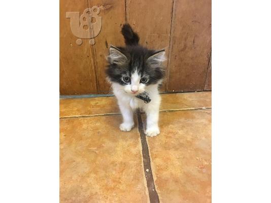 PoulaTo: Maine Coon προς πώληση