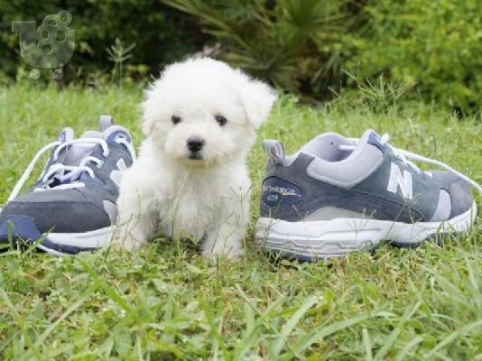 PoulaTo: κουτάβια ψύξης Bichon