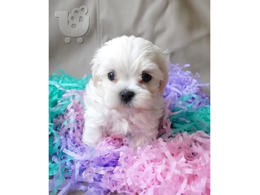 PoulaTo: κουτάβια της Μάλτας / maltese mini