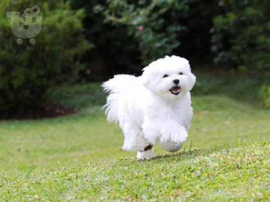 Αρσενικά και θηλυκά κουτάβια Kc Maltese 10 εβδομάδων
