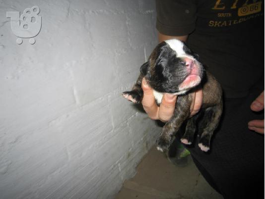 boxer