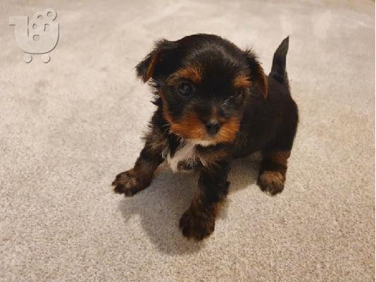 PoulaTo: Μινιατούρα Biewer Yorkshire Terrier
