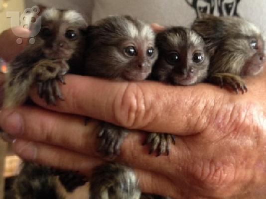 PoulaTo:   baby marmoset για 300 €