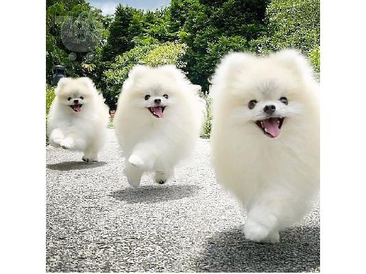 PoulaTo: Καταπληκτικά κουτάβια από Pomeranian!