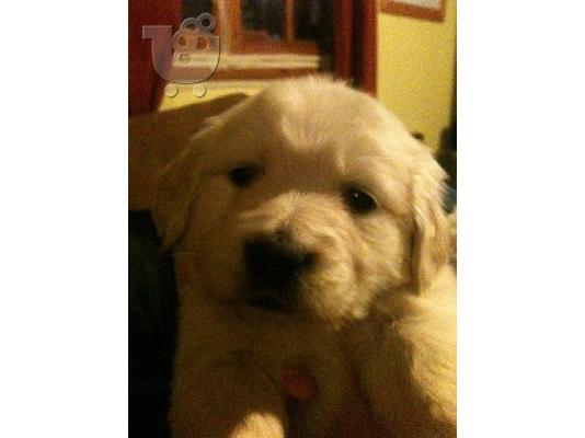 Golden Retriever καθαρόαιμα κουτάβια πωλούνται!