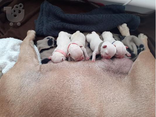 Pure AKC Registered French Bulldog Puppy για υιοθεσία