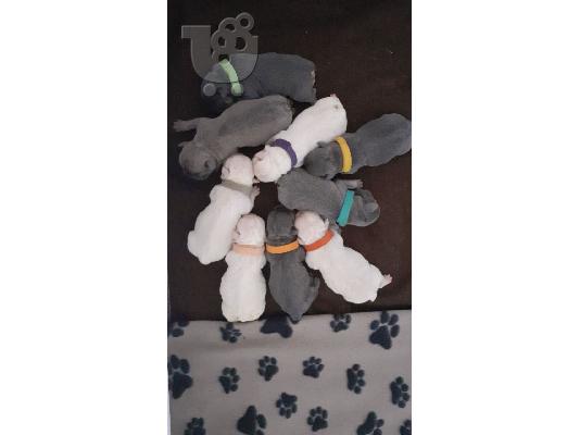 Pure AKC Registered French Bulldog Puppy για υιοθεσία