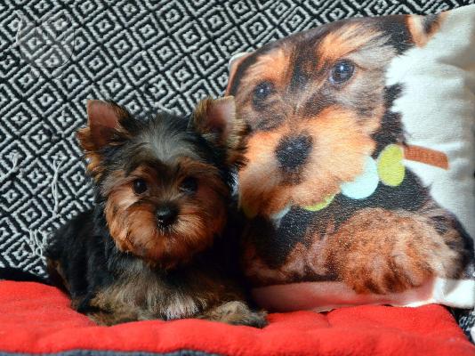 Φανταστικά Yorkshire terrier