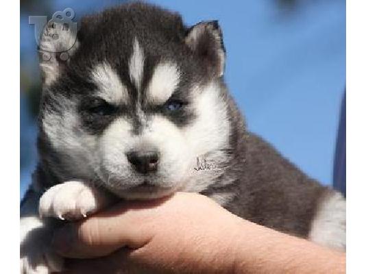 Siberian Husky κουτάβια