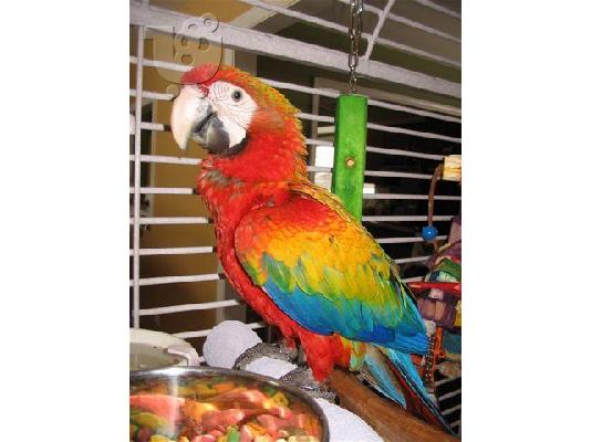 PoulaTo: όμορφα μωρά Macaw παπαγάλοι