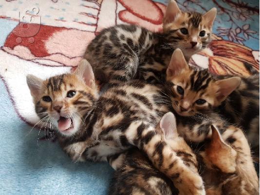 Η όμορφη Bengal Kitten Gccf είναι εγγεγραμμένη