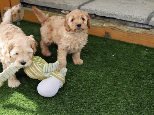 Cavapoo Red