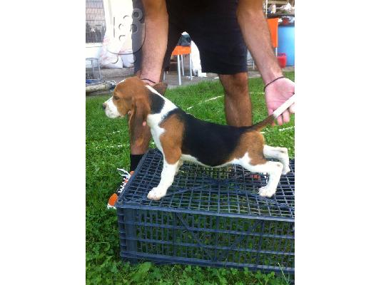 BEAGLE