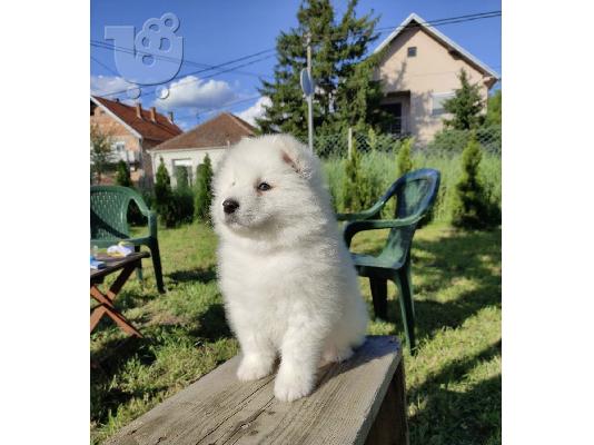 Πωλούνται κουτάβια Samoyed.