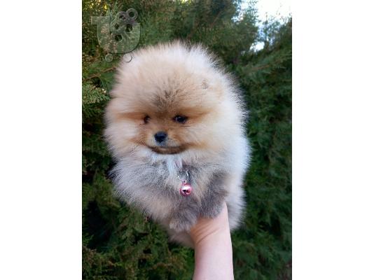 PoulaTo: Pomeranian κουτάβια