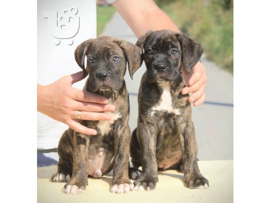 PoulaTo: Cane Corso κουτάβια