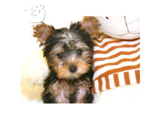 Φλυτζάνι τσαγιού VINNIE MALE YORKIE! ACA REG ΥΠΟ 4lbs FUL