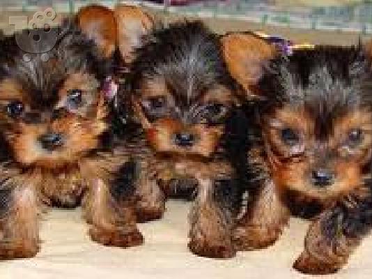 Πανέμορφα κουτάβια Yorkie κουτάβια!