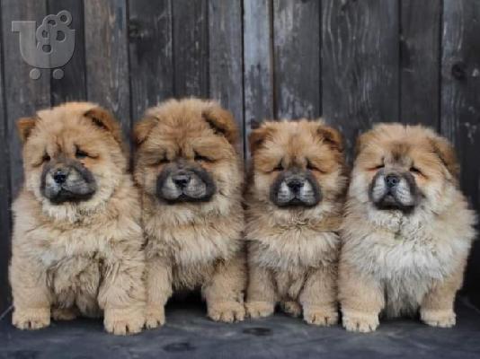PoulaTo: Chow-Chow κουτάβια