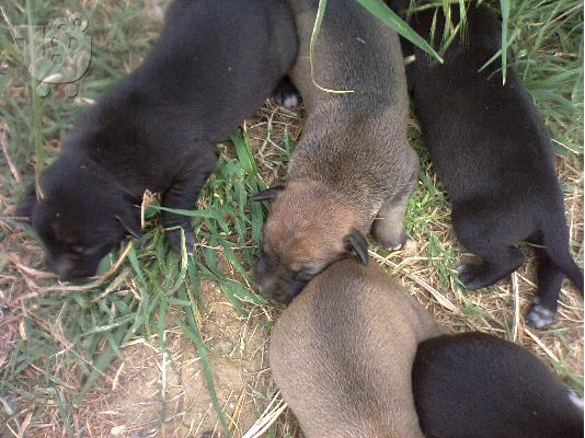 POLOYNTAI KOYTAVIA PIT BULL